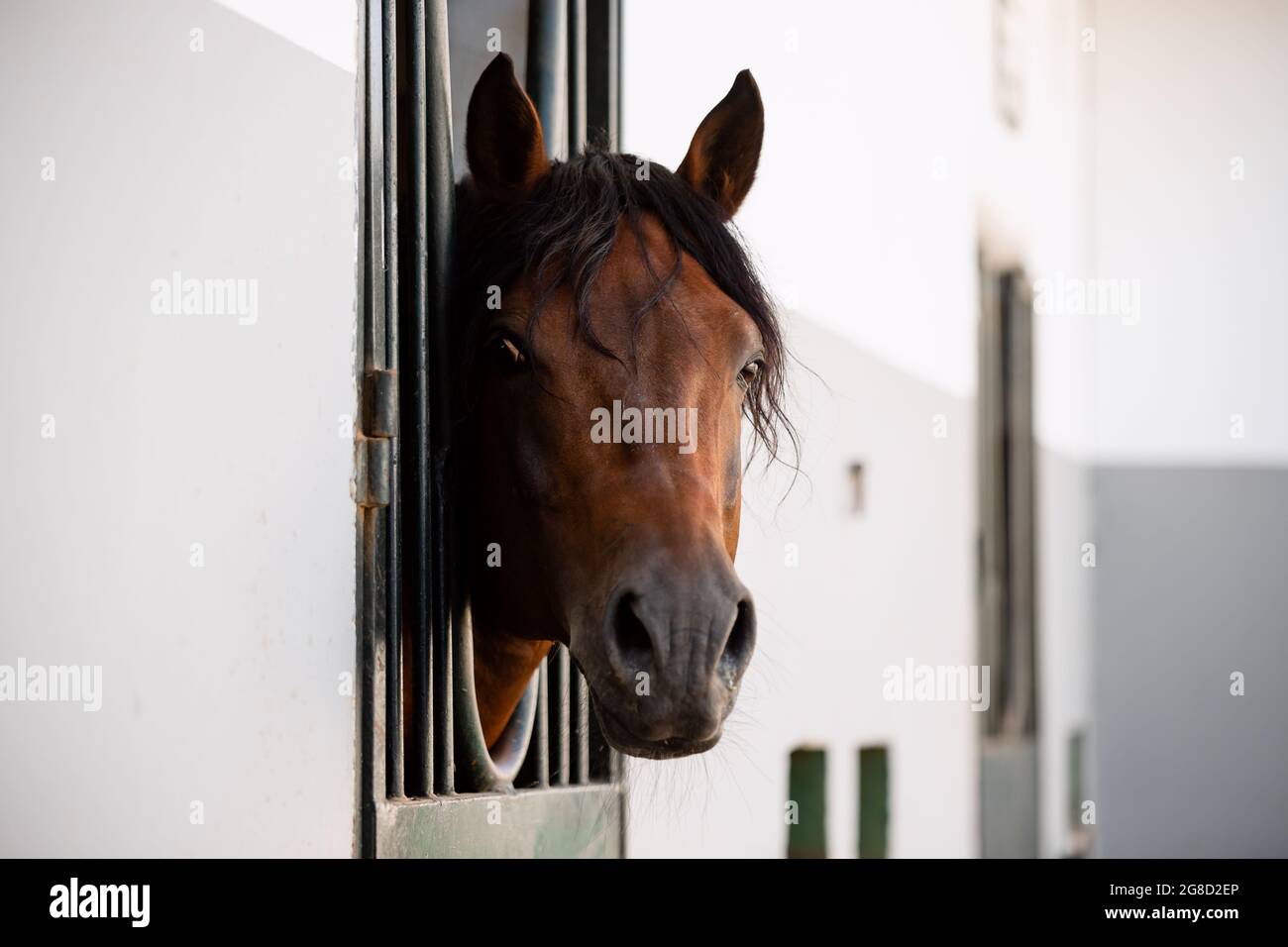 Stallone adulto di Franches montagnes conosciuto anche come freiberger cavallo che si appoggia fuori la scatola Foto Stock