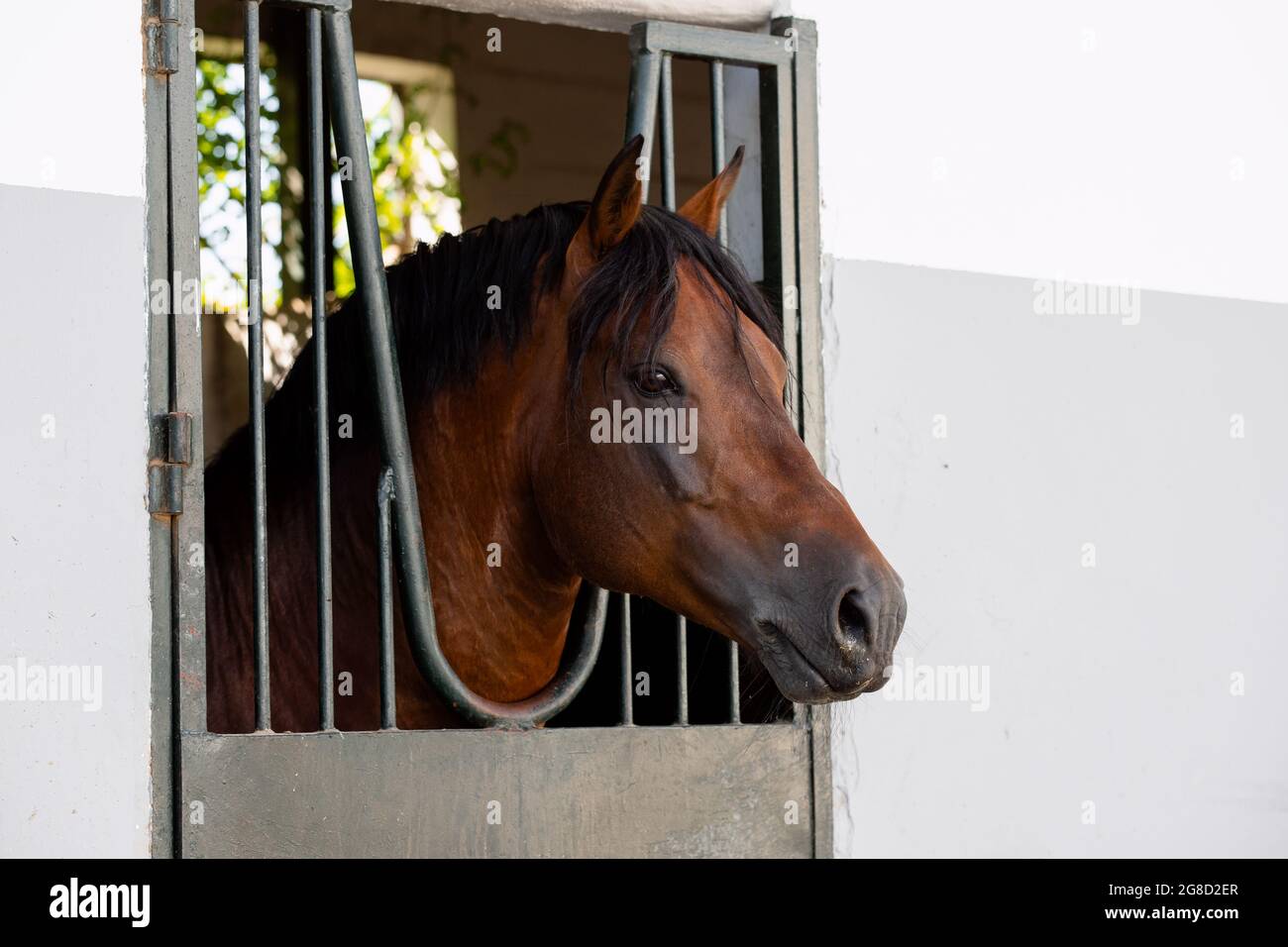 Stallone adulto di Franches montagnes conosciuto anche come freiberger cavallo che si appoggia fuori la scatola Foto Stock