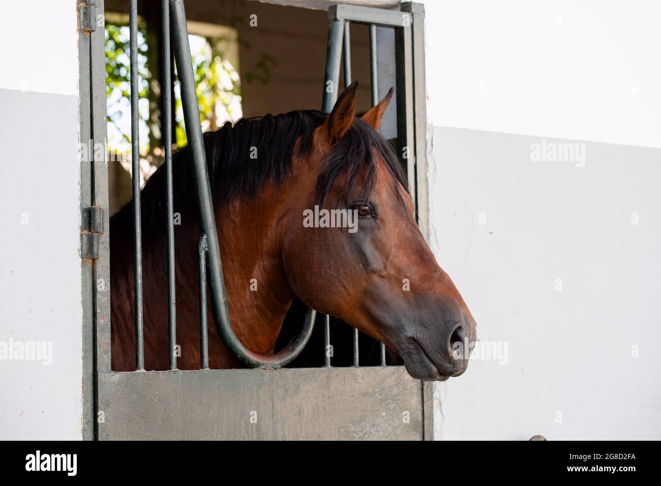 Stallone adulto di Franches montagnes conosciuto anche come freiberger cavallo che si appoggia fuori la scatola Foto Stock