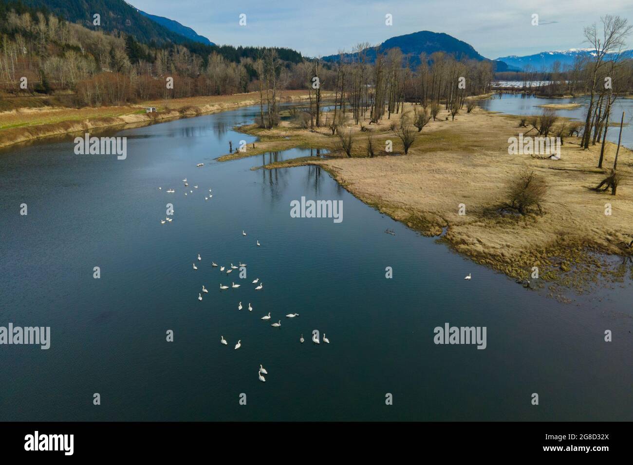 Nicomen Slough dal villaggio di DeRoche nella valle inferiore del fiume Fraser con un gregge di cigni Trumpeter che riposano in acqua. Foto Stock