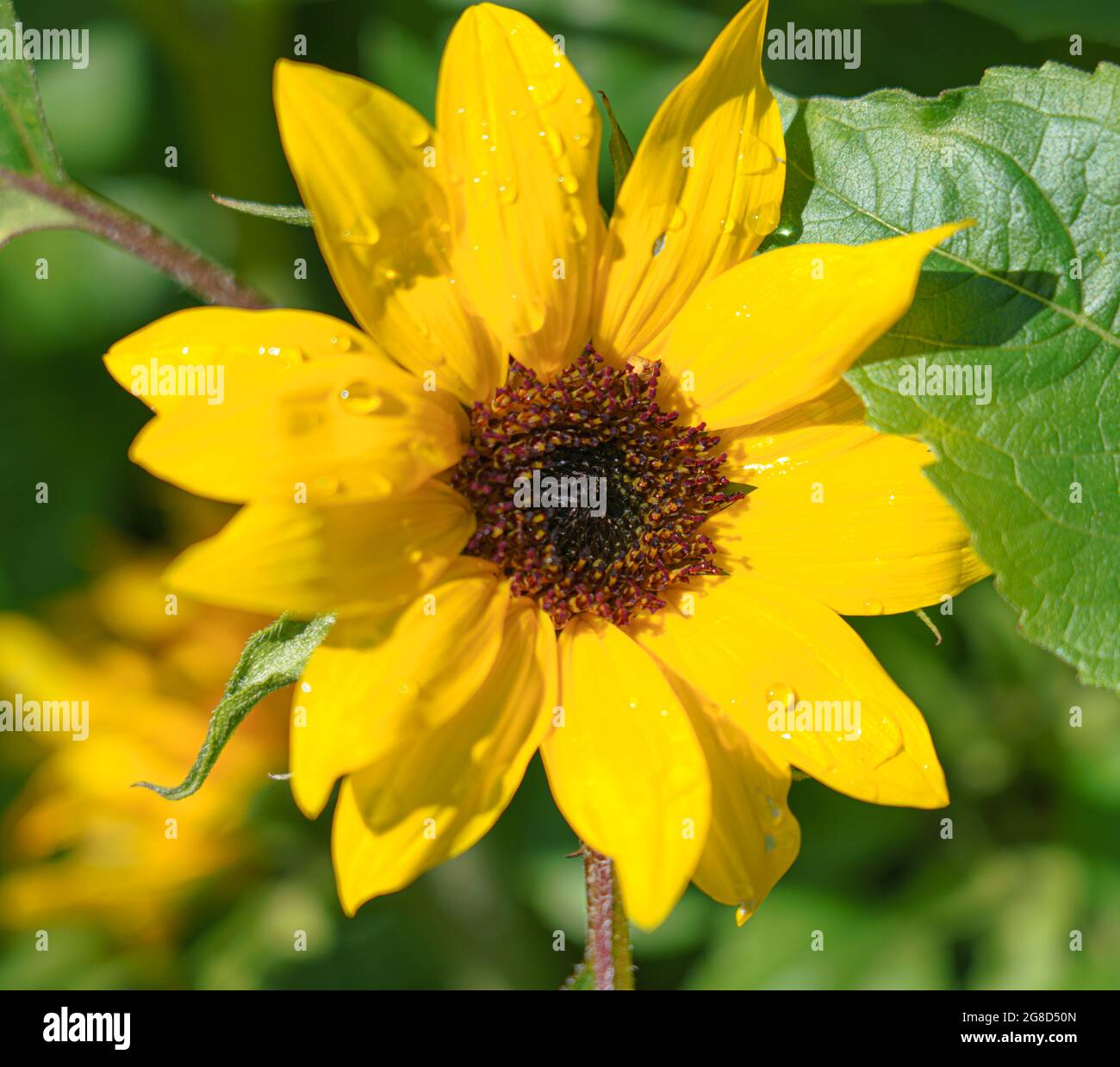 Bella closeup di un girasole giallo brillante fiorente Maximilian perfennial (Helianthus Maximiliani) Foto Stock