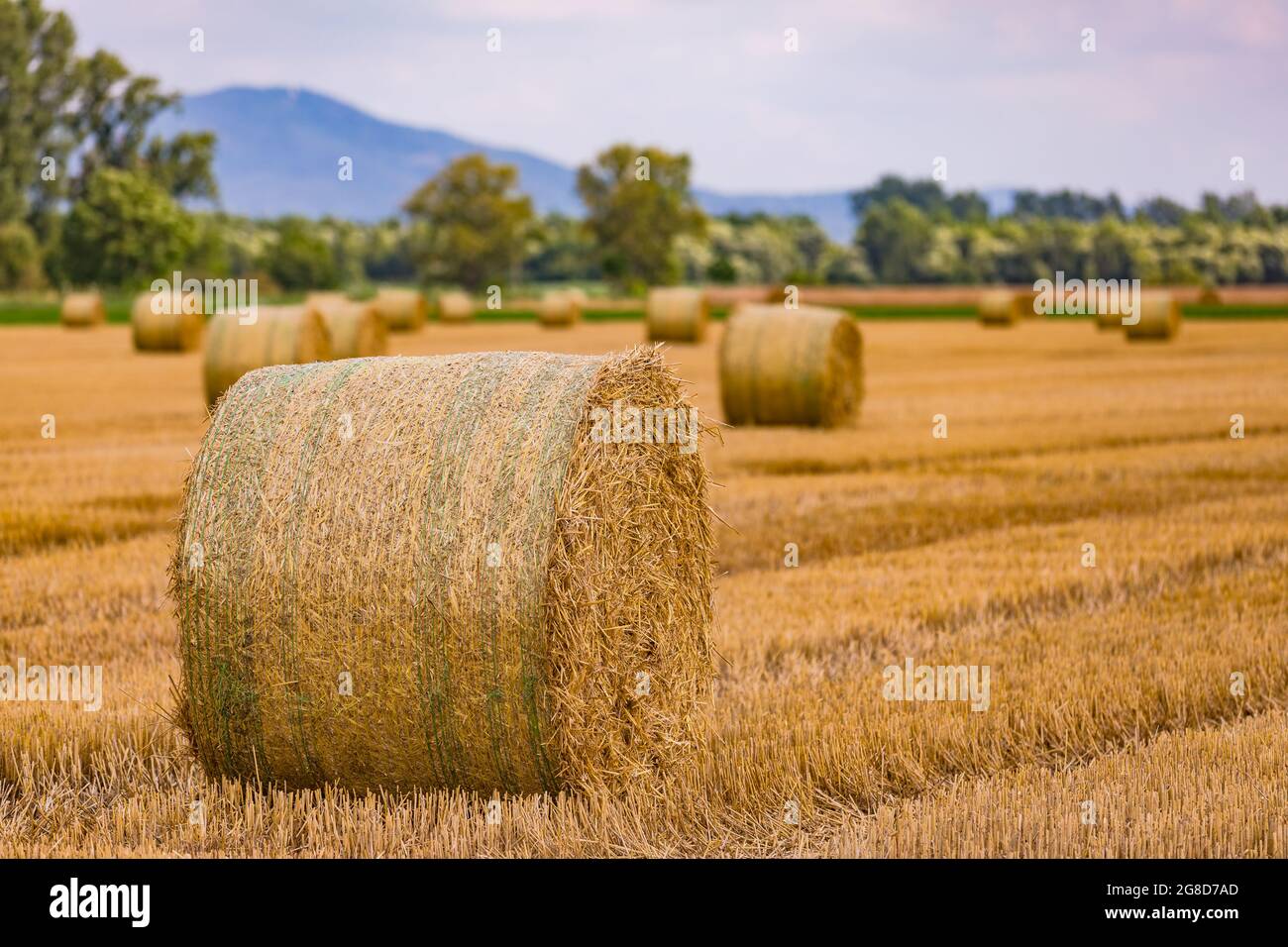 Balle rotonde di fieno rilasciate su un campo raccolto dopo il raccolto di grano in estate Foto Stock