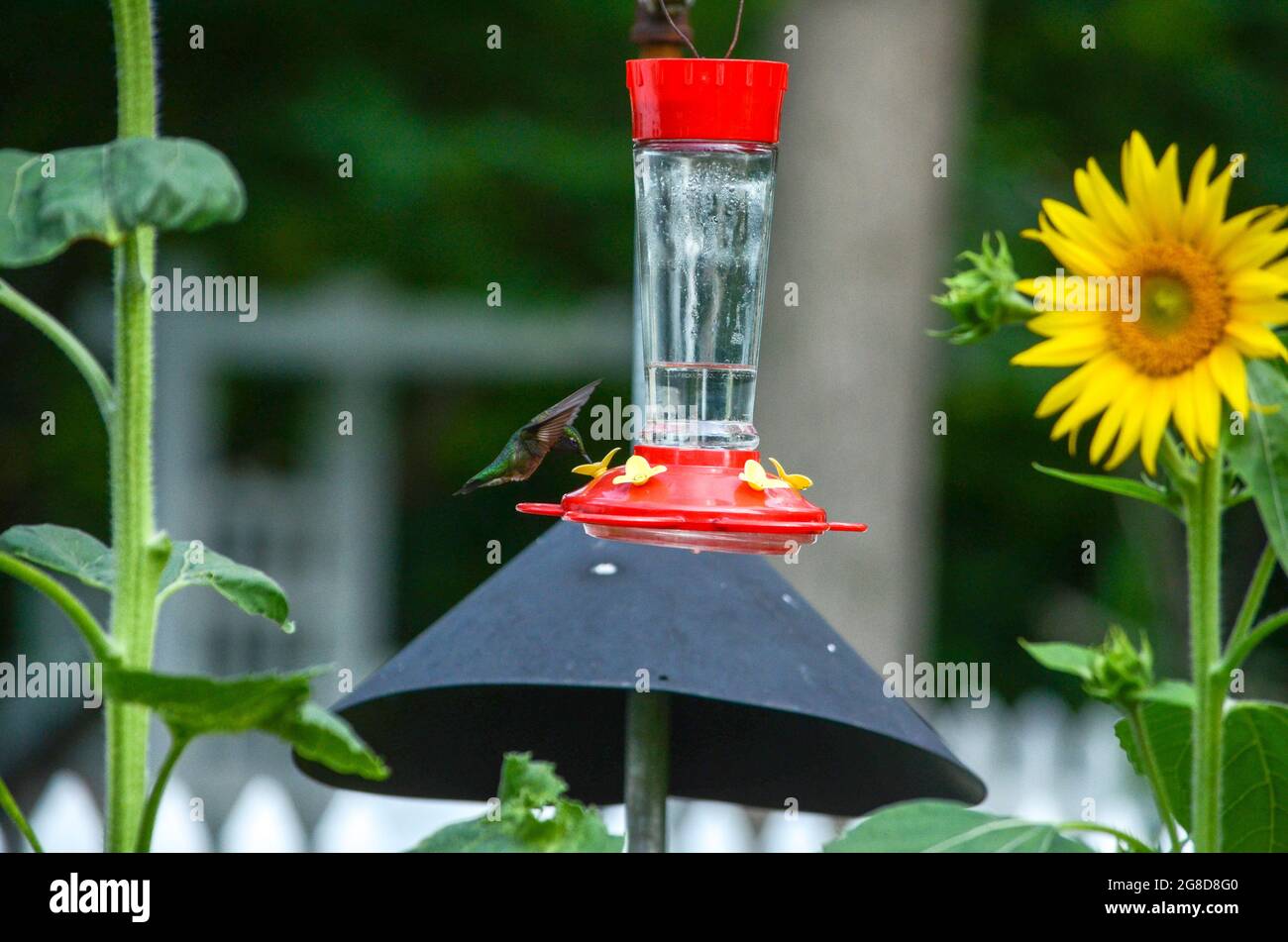 colibrì vicino a un alimentatore Foto Stock