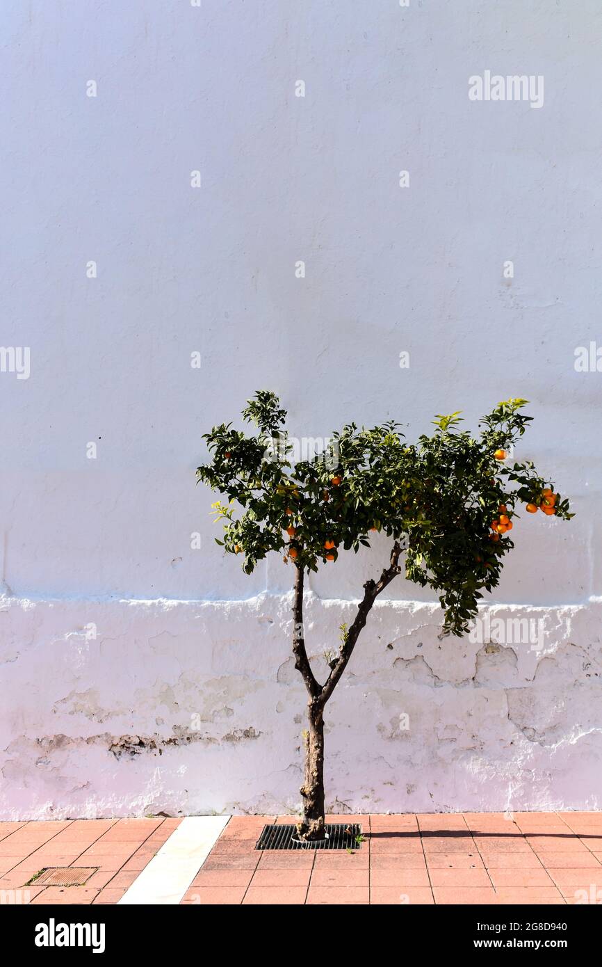 Nerja, Spagna. Boccola arancione solitaria su sfondo bianco. Pianta decorativa in una piazza del paese. Shot verticale. Spazio di copia. Foto Stock
