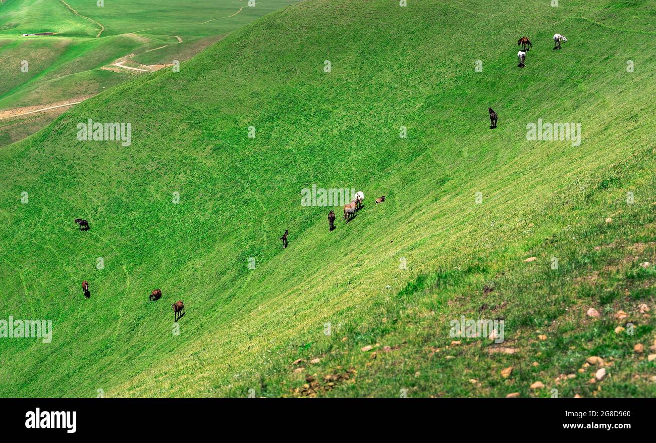 Cavalli che pascolano sulla verde collina Foto Stock