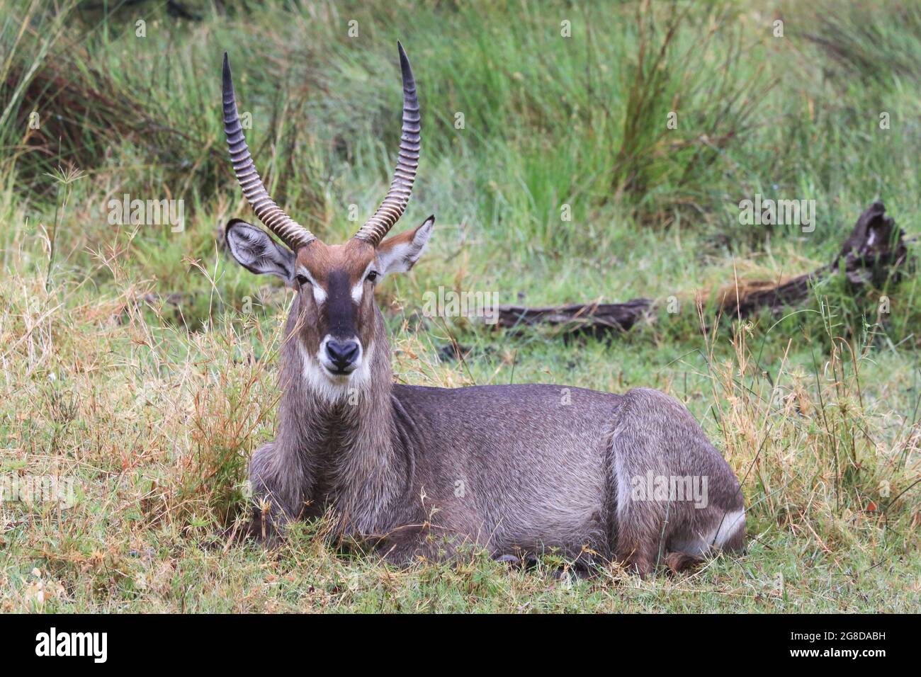 Waterbuck comune sulla Moremi Game Reserve, Okavango Delta, Botswana, Africa. Foto Stock