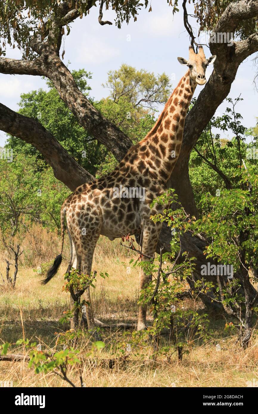 Giraffa maschile sulla Moremi Game Reserve, Okavango Delta, Botswana, è in piedi accanto a un albero e guardando la macchina fotografica. Foto Stock