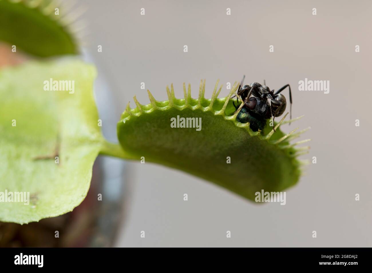 Formica che mangia mosca catturata nella trappola della mosca. Insetti affamati alla ricerca di cibo. Foto Stock