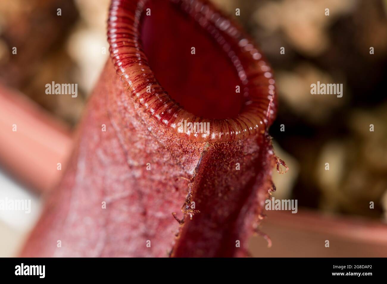 Vista macro del bordo della pianta del lanciatore. Primo piano coppa scimmia pianta. Foto Stock