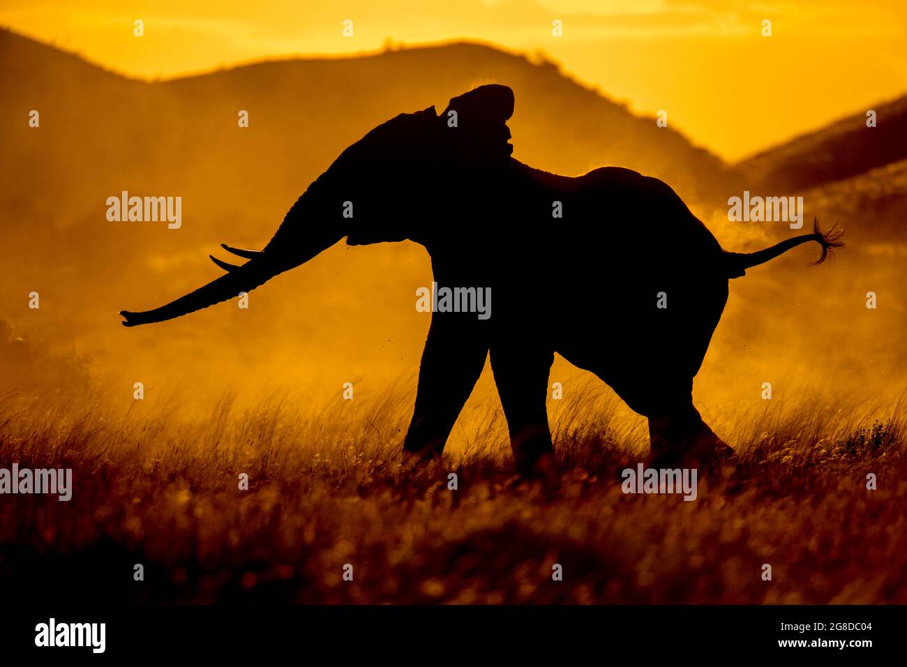 Elefante stellato ed agitato, usando il tronco per odorare, coda in su, ambiente polveroso Foto Stock