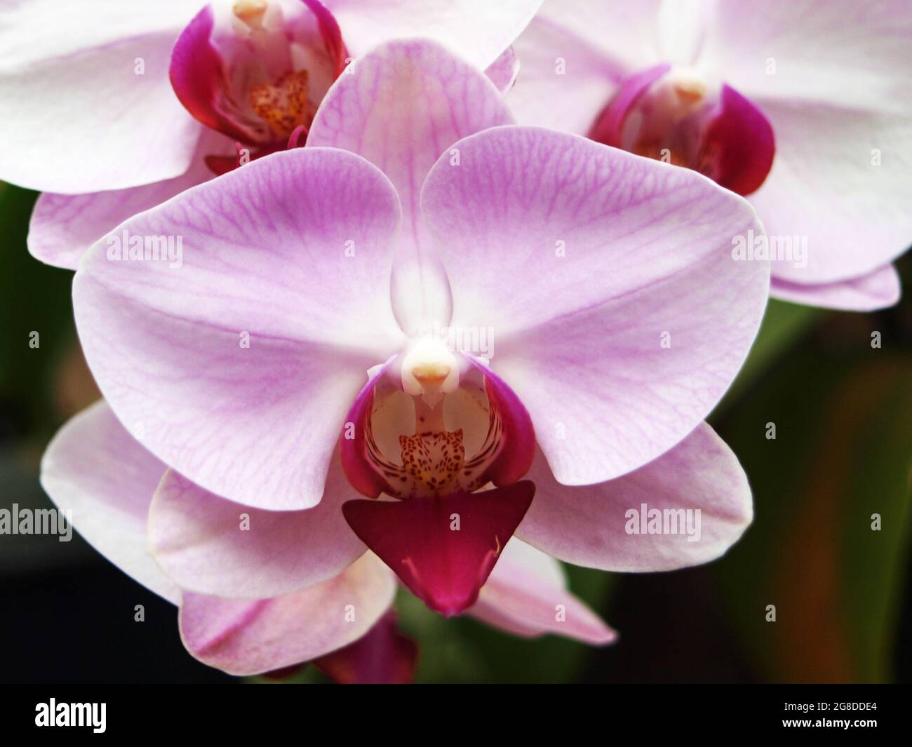 Triangolo scarlatto - UNA bella orchidea nei giardini botanici di Baguio, nelle Filippine. Foto Stock