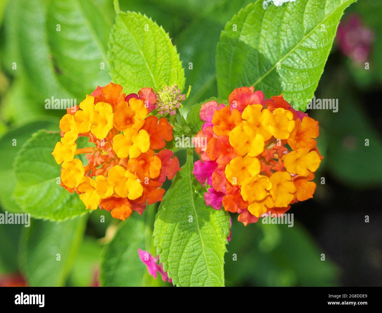 Le bellezze gemelle - due bellissimi fiori l'uno accanto all'altro. DOS Palmas resort, Palawan Filippine Foto Stock