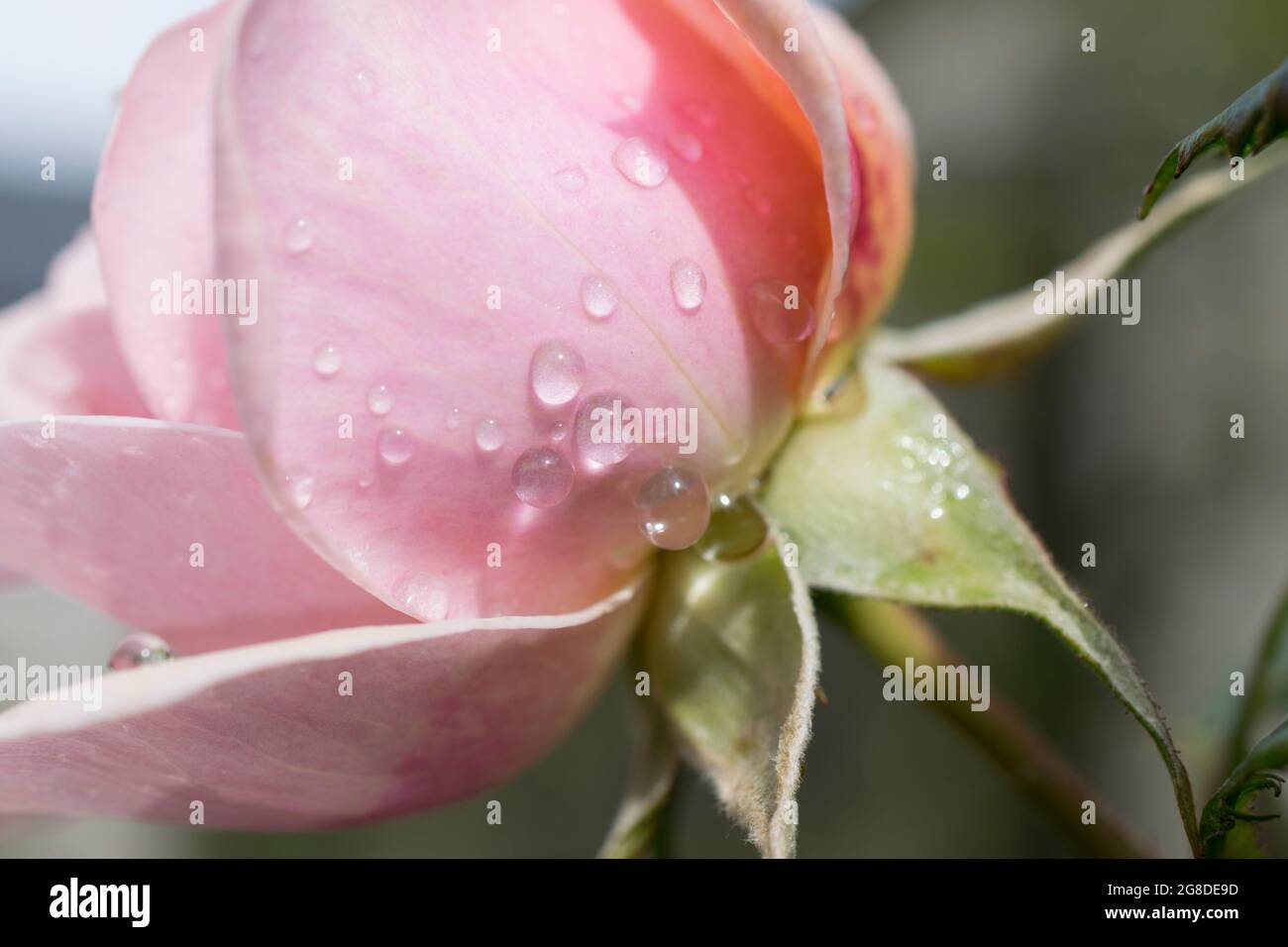 Gocce d'acqua su una nuova rosa Foto Stock