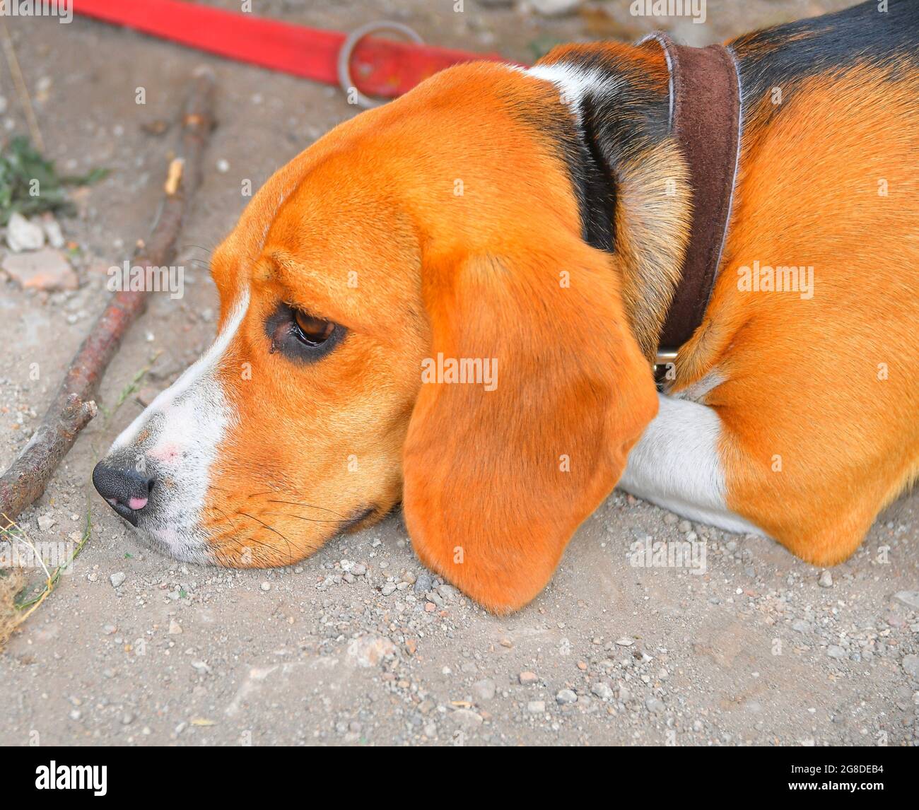 Ritratto di un simpatico cane beagle seduto sull'erba verde all'aperto nel parco il giorno di sole Foto Stock