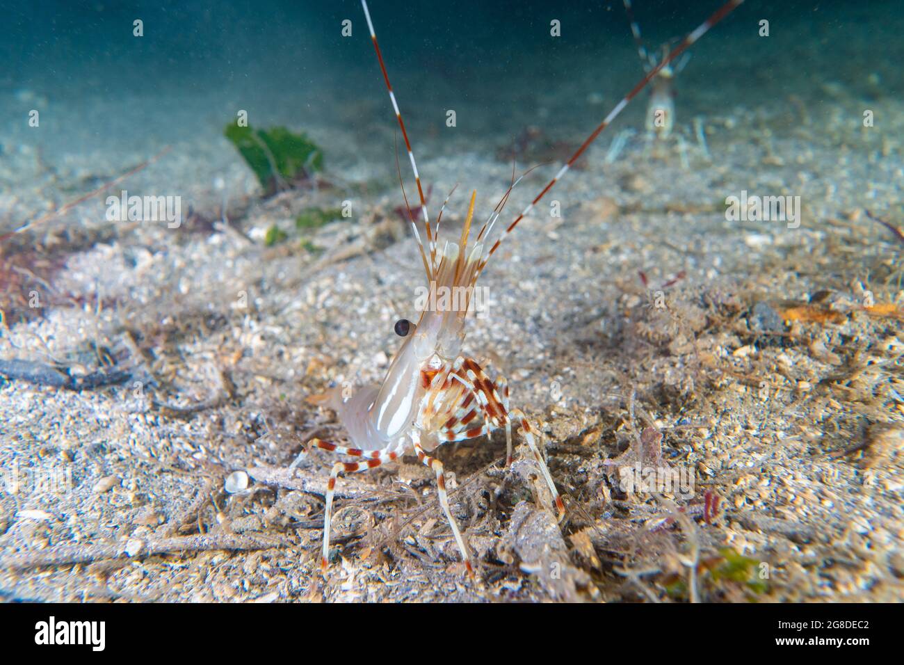 Gamberi California spot. Foto Stock