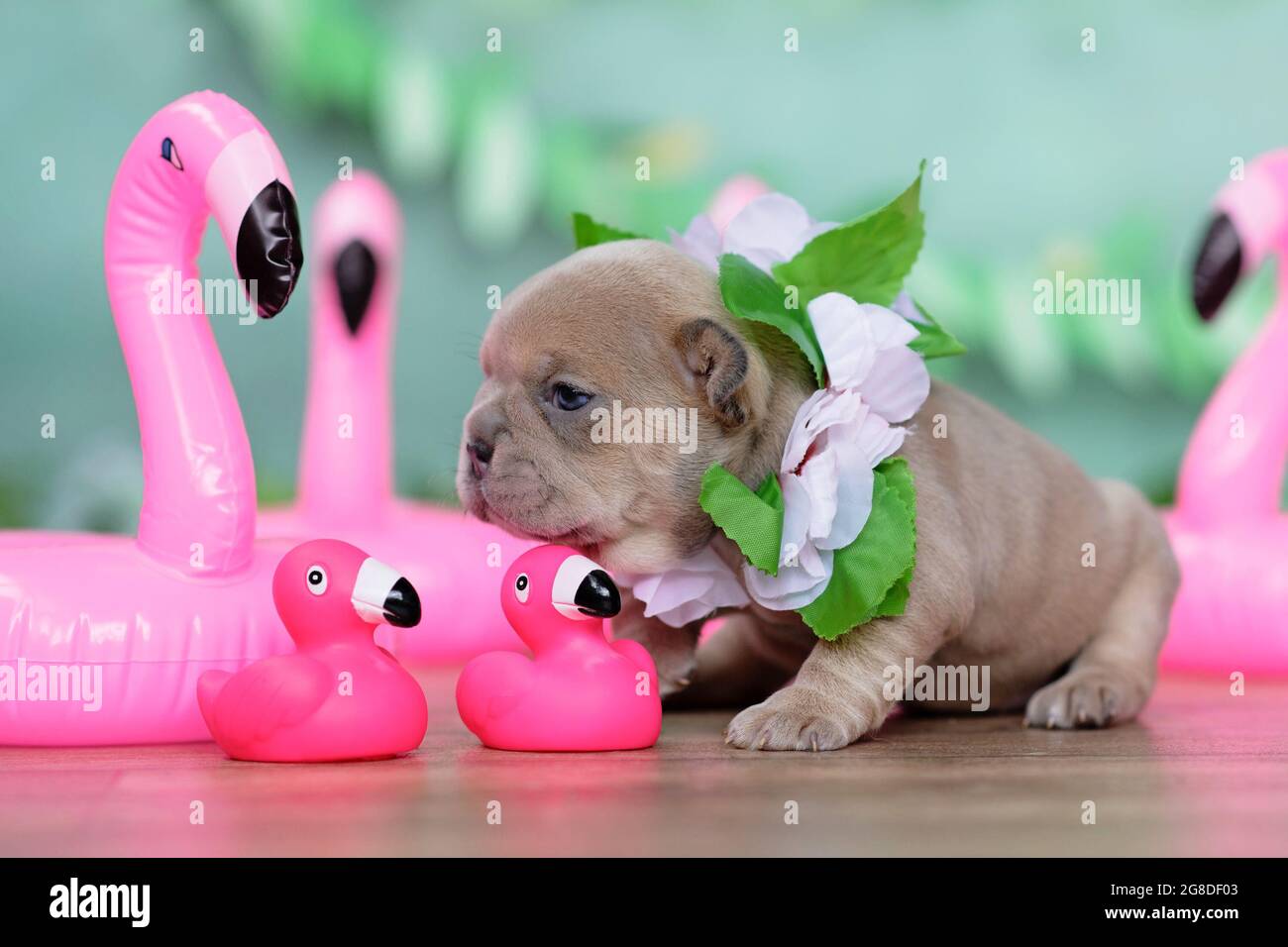 Piccolo cucciolo francese di cane Bulldog con fiori tropicali garland e fenicotteri di gomma rosa anatra Foto Stock