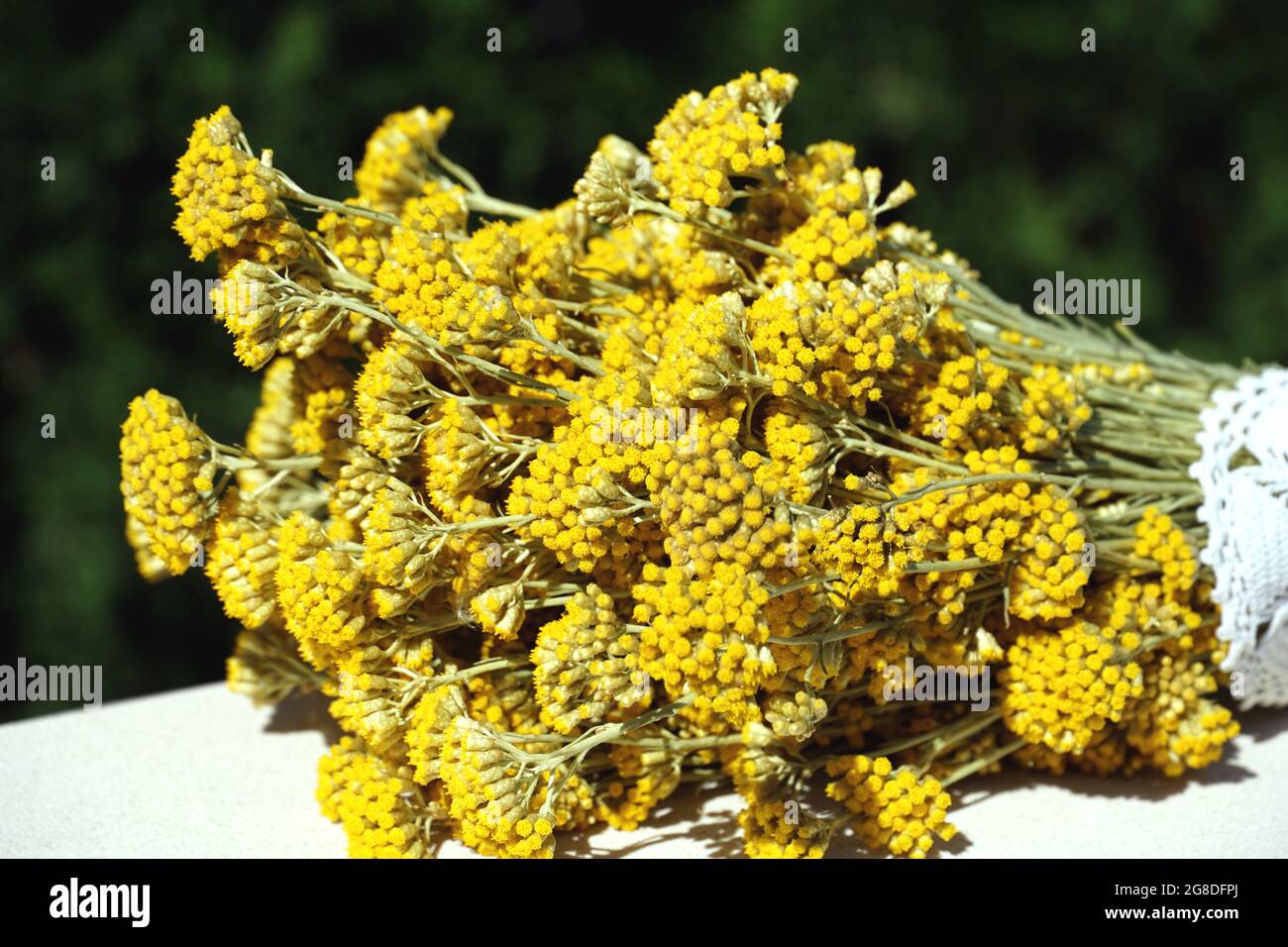 Un bouquet di profumate immortelle gialle in fiore disposte orizzontalmente Foto Stock