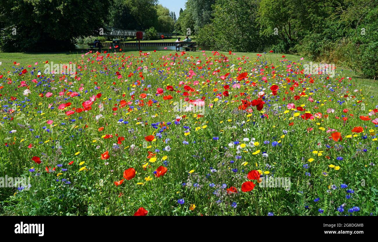 Prato di fiori selvatici all'interno del parco pubblico Cambridgeshire Foto Stock