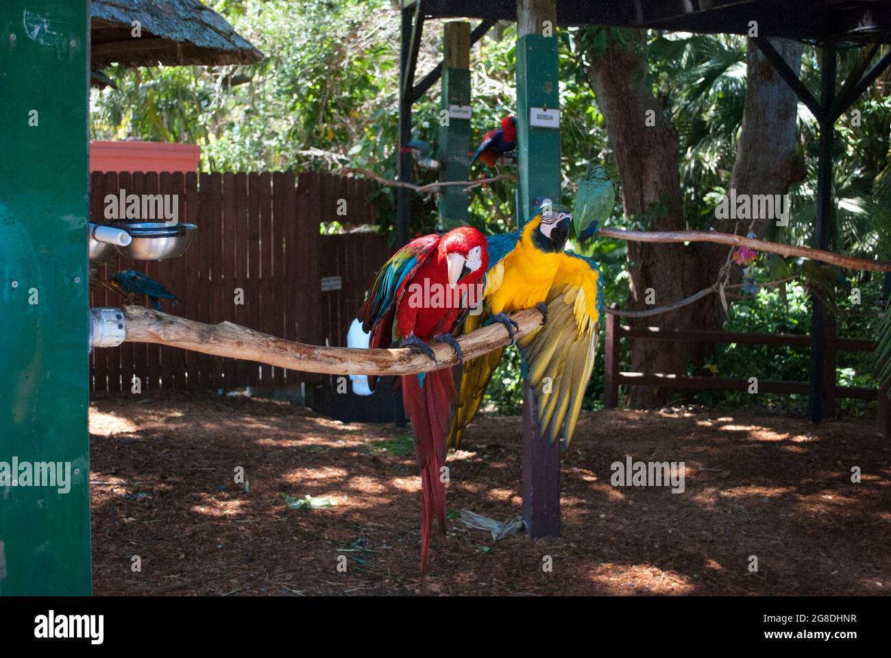 Un pappagallo rosso e uno giallo sono seduti sul ramo e parlano nella foresta tropicale Foto Stock