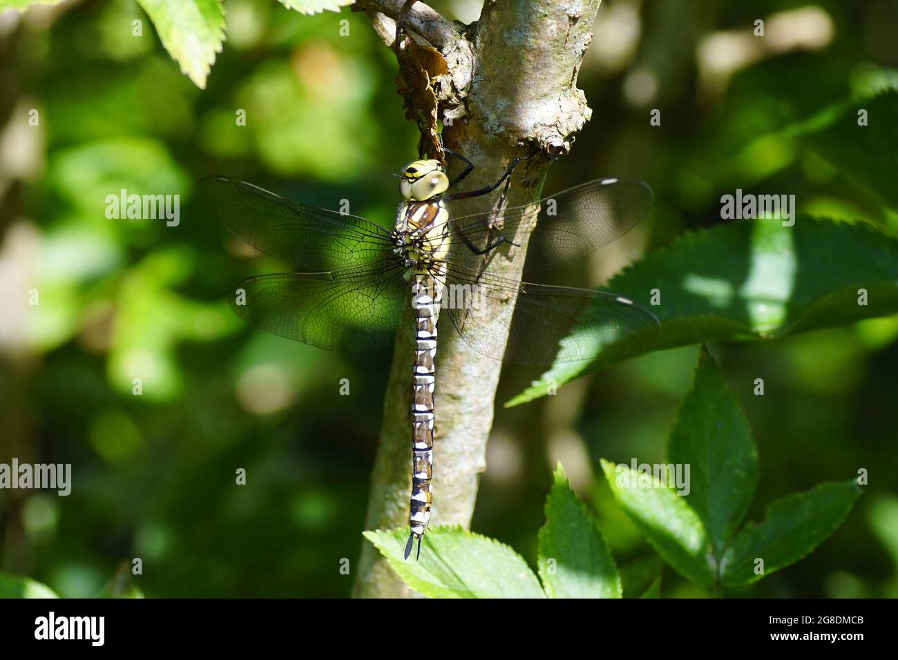 Falco meridionale, falco blu (Aeshna cyanea) dei falegnami di famiglia (Aeshnidae), che si aggrava al maggiore (Sambucus nigra). Giardino olandese. Estate, luglio Foto Stock