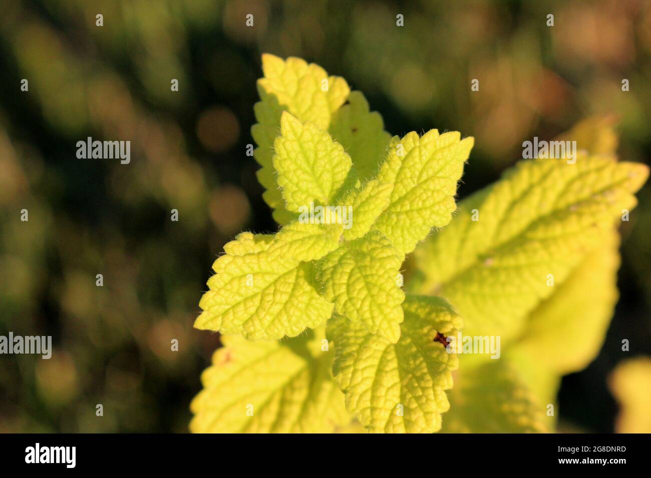 Balsamo al limone al sole della sera Foto Stock