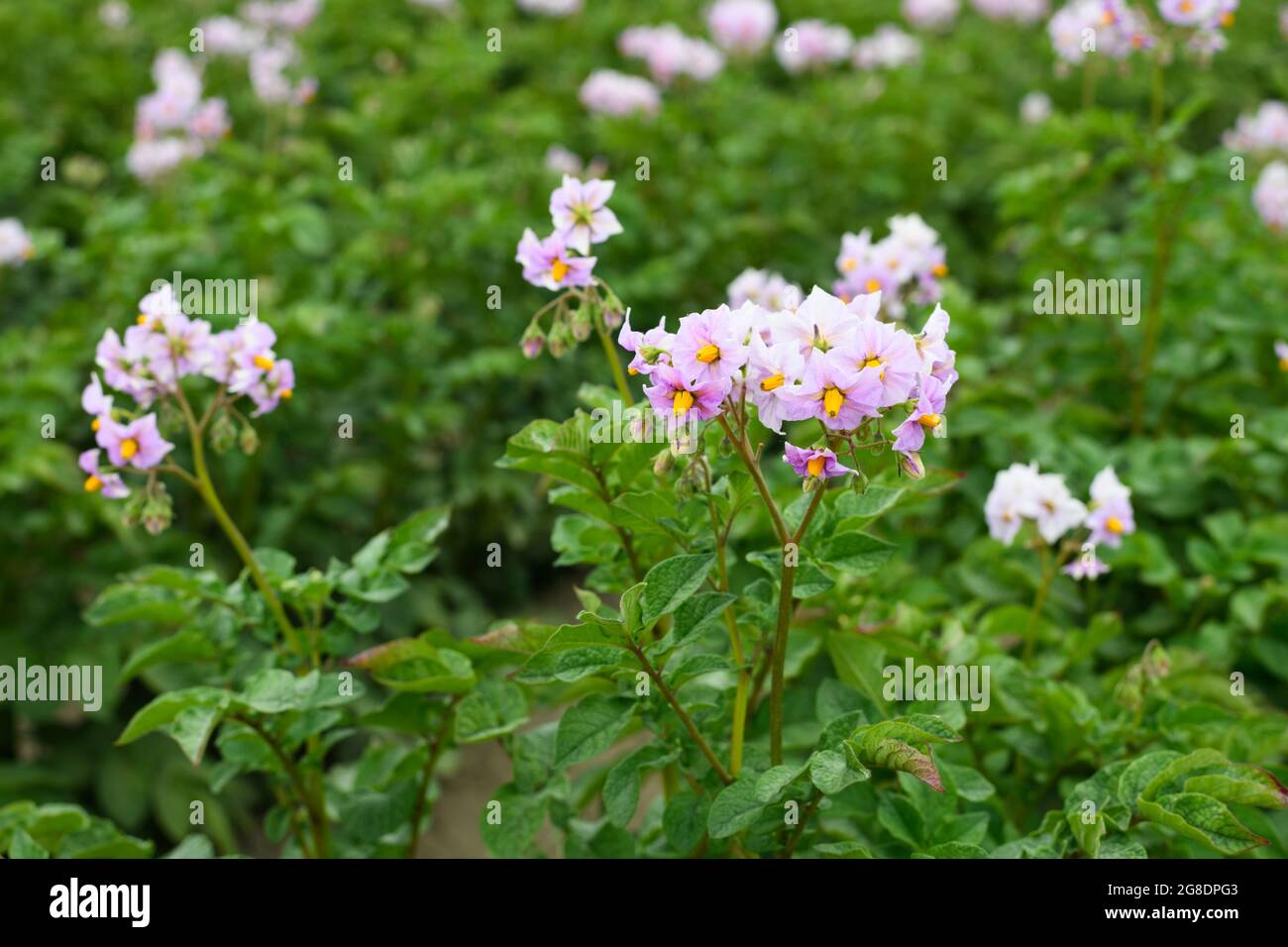 Un campo di patate rosse con fiori viola su foglie verdi in un campo agricolo nella Skagit Valley dello stato di Washington a metà estate Foto Stock