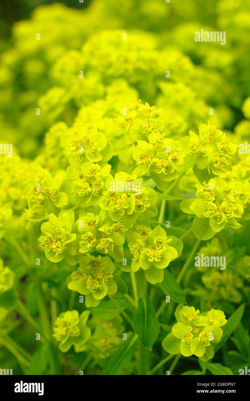 Euphorbia palustris - sprite paludosa - in un bordo di giardino che mostra caratteristici ammassi di fiori verdi acidi. REGNO UNITO Foto Stock