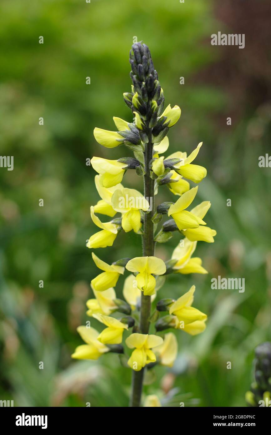 Thermopsis villosa - Carolina lupin mostra caratteristici picchi di fiori gialli. Foto Stock