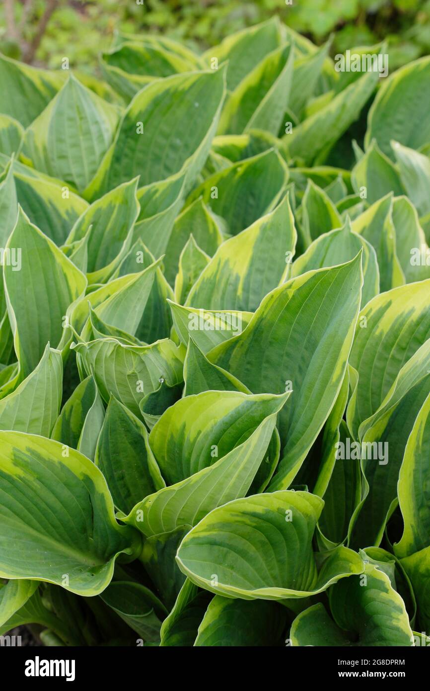 Hoca fortunei 'Aureomarginata', pianta di giglio plantare che mostra caratteristiche foglie orlate Foto Stock