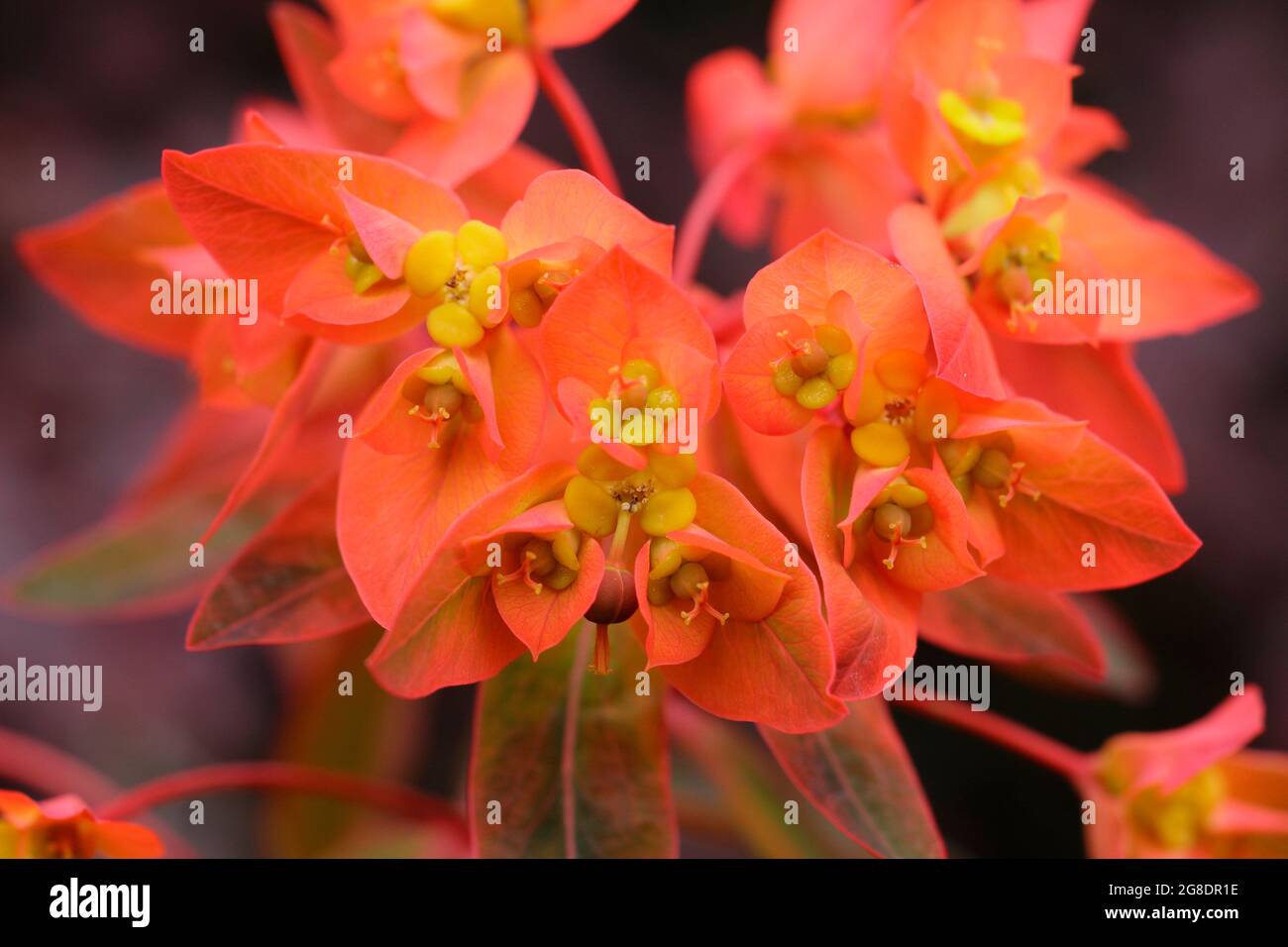 Euphorbia griffithii 'Mixter' che mostra caratteristici grappoli di fiori d'arancio all'inizio dell'estate. Spurge UK 'Mixter' Foto Stock