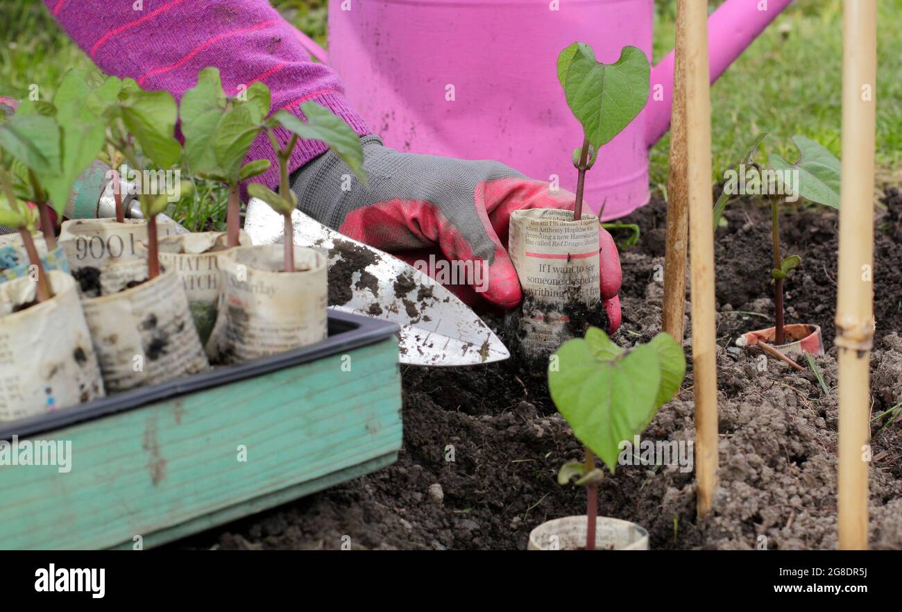 Donna che piantava giovani piante di fagioli francesi in arrampicata - Phaseolus vulgaris 'Violet Podded' - che sono state iniziate in vasi di giornale biodegradabili. Foto Stock