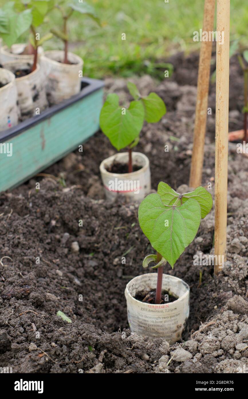 Piantando fagioli francesi. Piantagione di piante di fagioli francesi in arrampicata - Phaseolus vulgaris 'Violet Podded - in vasi di giornali biodegradabili da supporti di canna Foto Stock