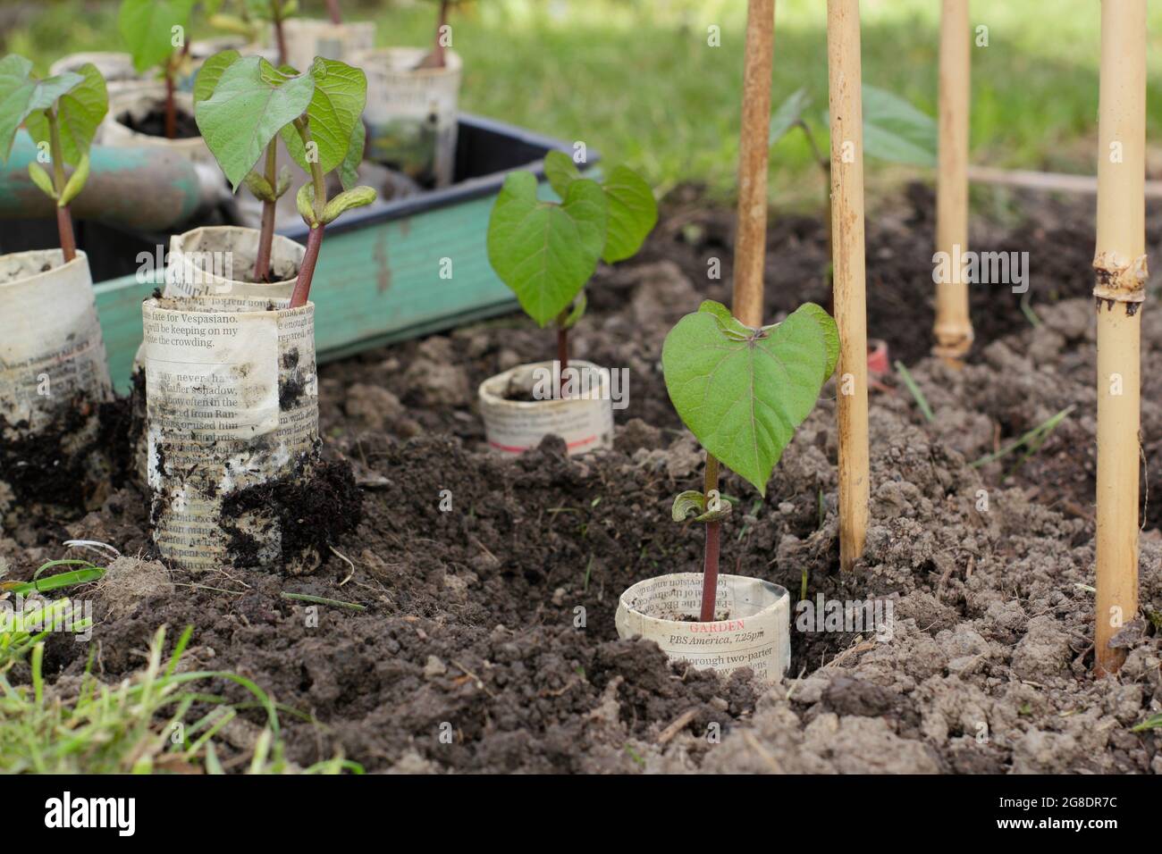 Piantando fagioli francesi. Piantagione di piante di fagioli francesi in arrampicata - Phaseolus vulgaris 'Violet Podded - in vasi di giornali biodegradabili da supporti di canna Foto Stock
