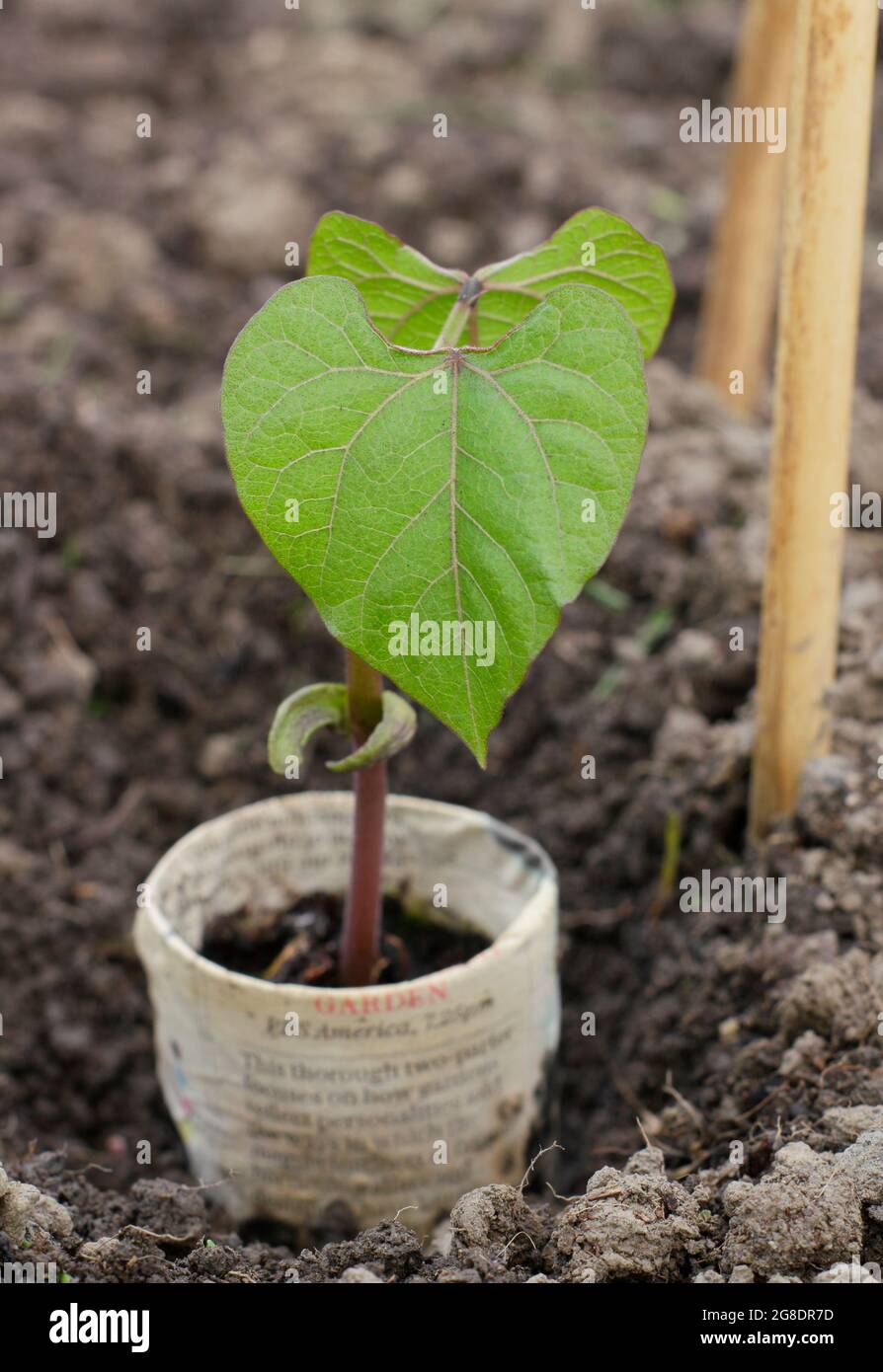 Piantando fagioli francesi. Piantagione di piante di fagioli francesi in arrampicata - Phaseolus vulgaris 'Violet Podded - in vasi di giornali biodegradabili da supporti di canna Foto Stock