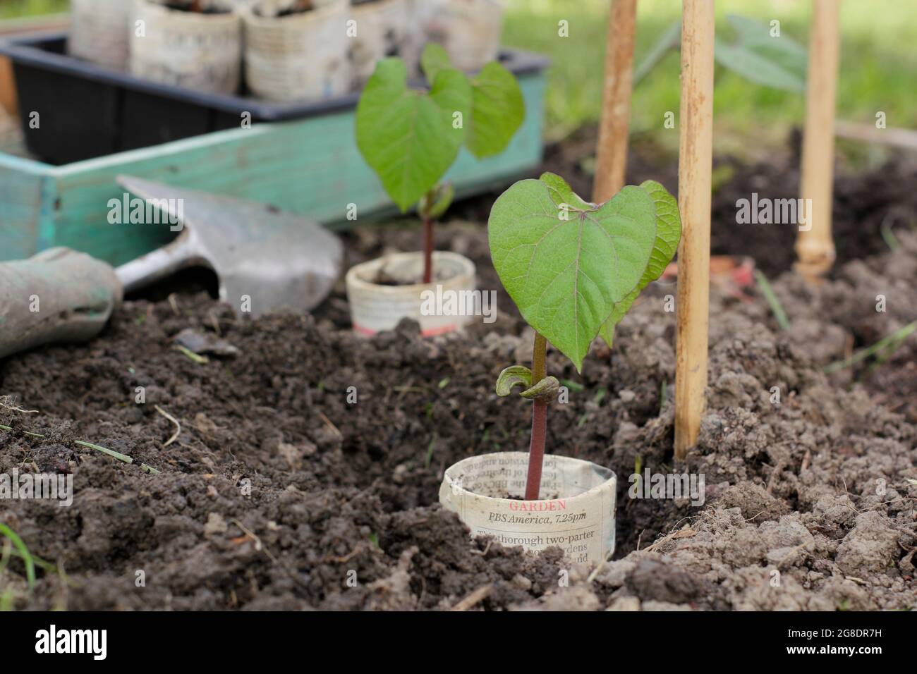 Piantando fagioli francesi. Piantagione di piante di fagioli francesi in arrampicata - Phaseolus vulgaris 'Violet Podded - in vasi di giornali biodegradabili da supporti di canna Foto Stock