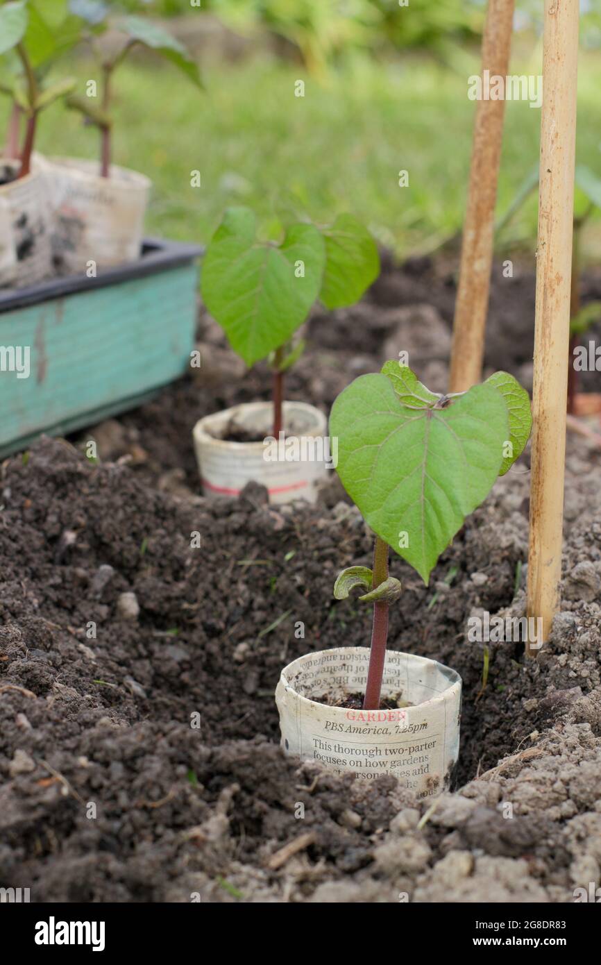 Fagioli francesi. Piantare piante di fagioli francesi rampicanti - Phaseolus vulgaris 'Violet Podded - in vasi da giornale biodegradabili con supporti di canna da zucchero. REGNO UNITO Foto Stock