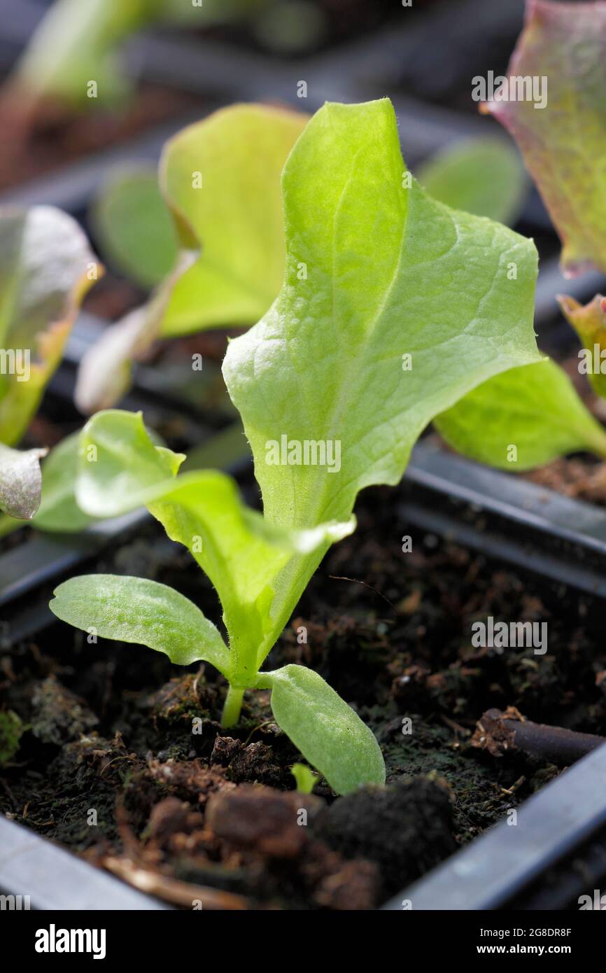 Piantine di lattuga in un vassoio modulare - Lactuca sativa 'Lollo Rossa'. Foto Stock