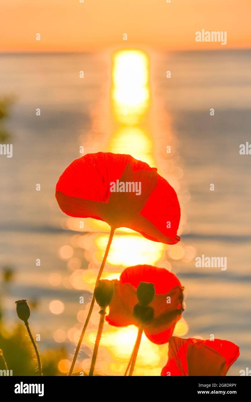 Red Poppies, Oceanside, Comox, British Columbia, Canada Foto Stock