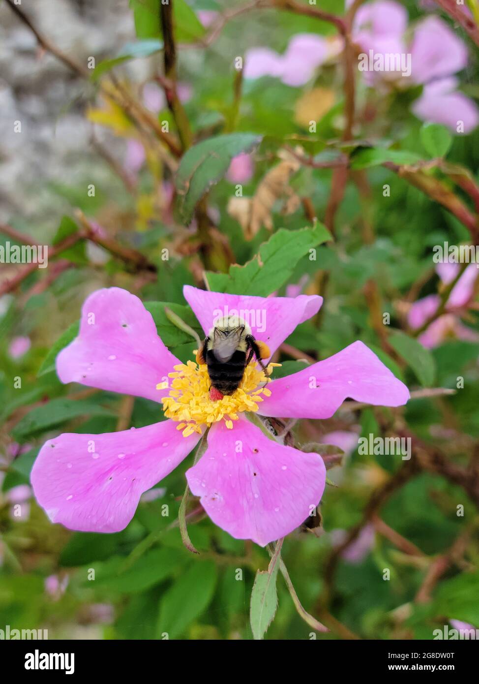 primo piano di bumblebee su rosa fiore selvatico nella zona umida Foto Stock