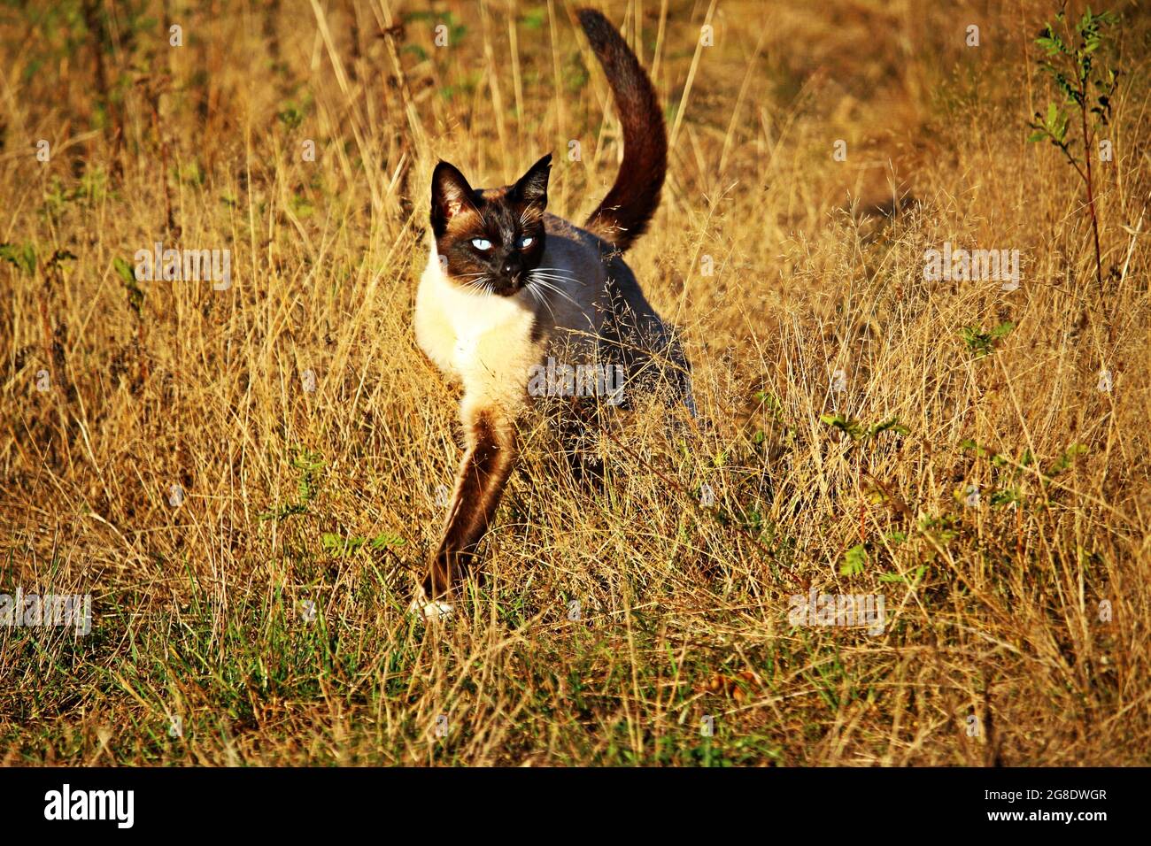 La famiglia Beauty Cat Foto Stock