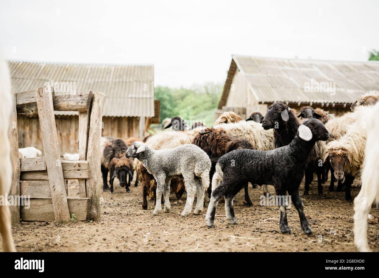 Pecore sulla fattoria. Vita in campagna Foto Stock