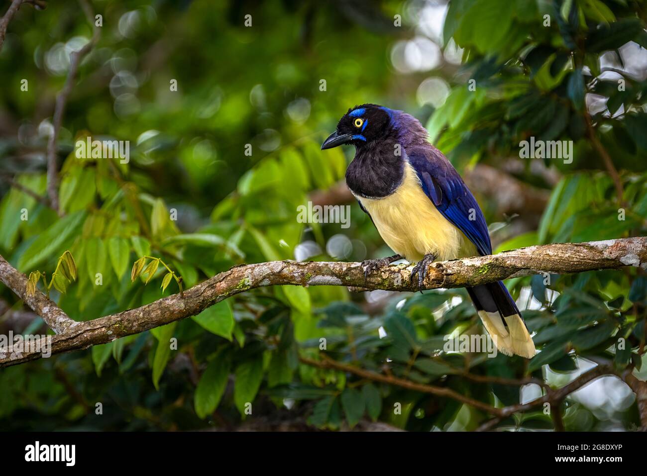 Uccello di jay nero - Cyanocorax affinis - arroccato ona immagine ramo preso a Panama Foto Stock