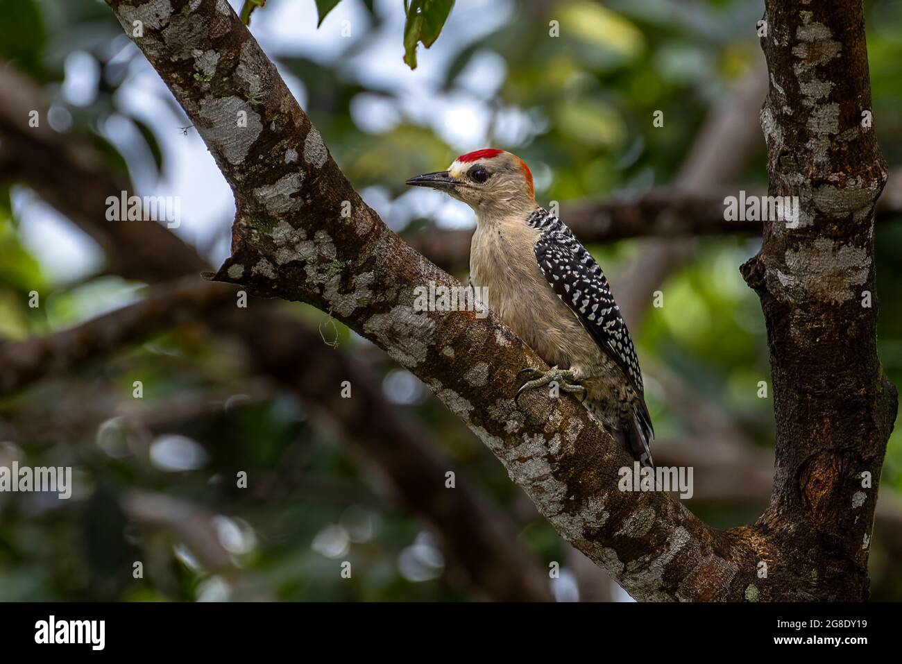 Picchio rosso coronato appollaiato su un'immagine di albero scattata a Panama Foto Stock