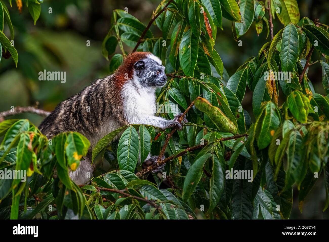 Scimmie tamarine di Geoffroy nel loro habitat nella foresta pluviale di Panama Foto Stock