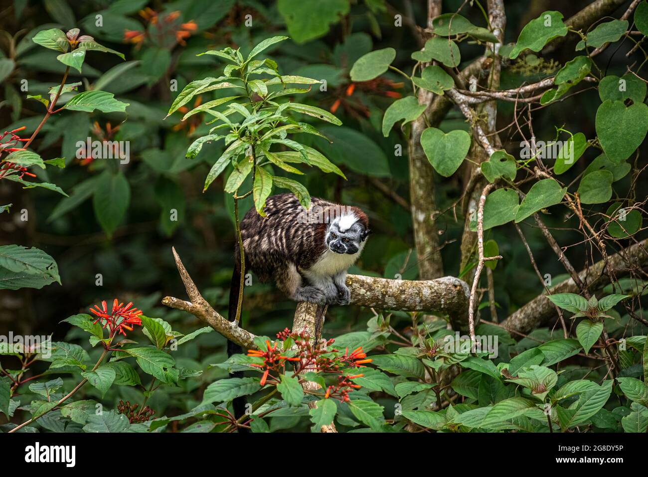 Scimmie tamarine di Geoffroy nel loro habitat nella foresta pluviale di Panama Foto Stock