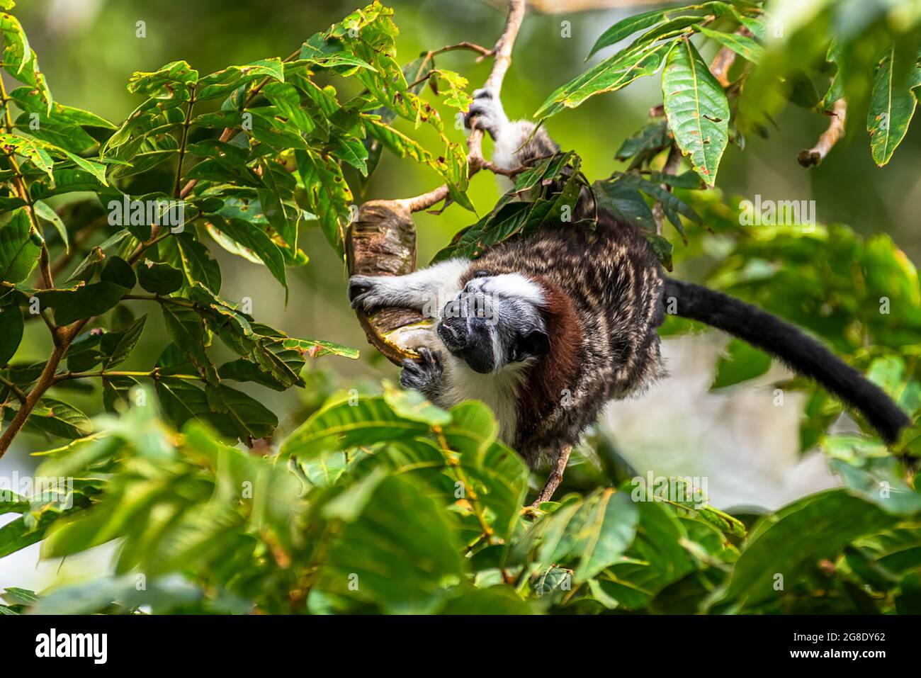 Scimmia tamarina di Geoffroy alla ricerca di cibo nella foresta pluviale di Panama Foto Stock