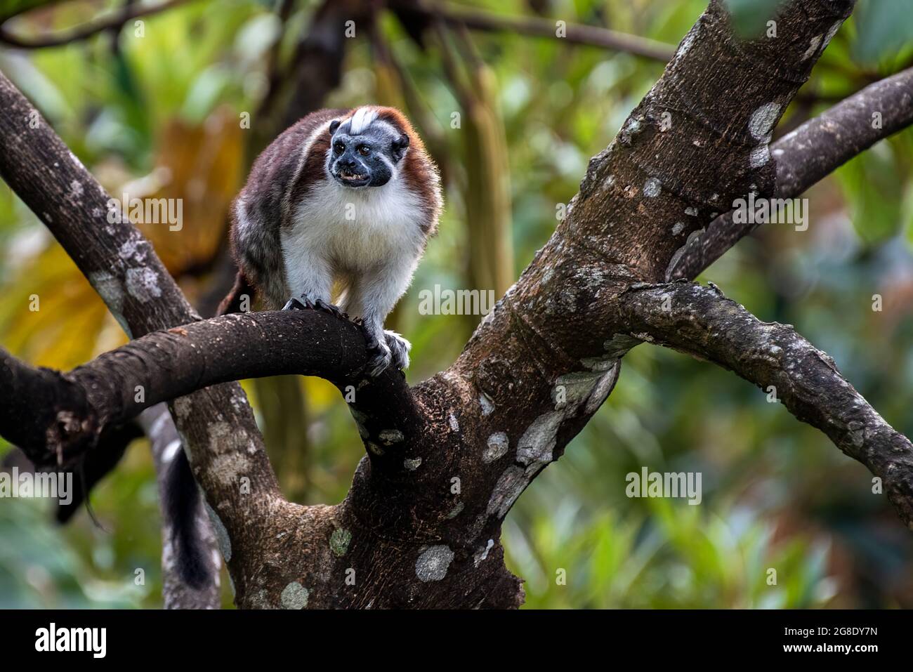 Scimmie tamarine di Geoffroy nel loro habitat nella foresta pluviale di Panama Foto Stock