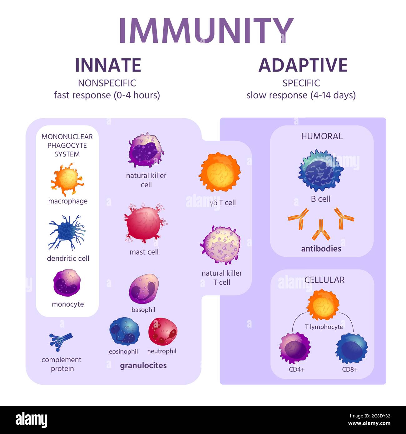 Sistema immunitario innato e adattivo. Infografica di immunologia con tipi cellulari. Risposta di immunità, attivazione di anticorpi, schema di vettori di linfociti Illustrazione Vettoriale