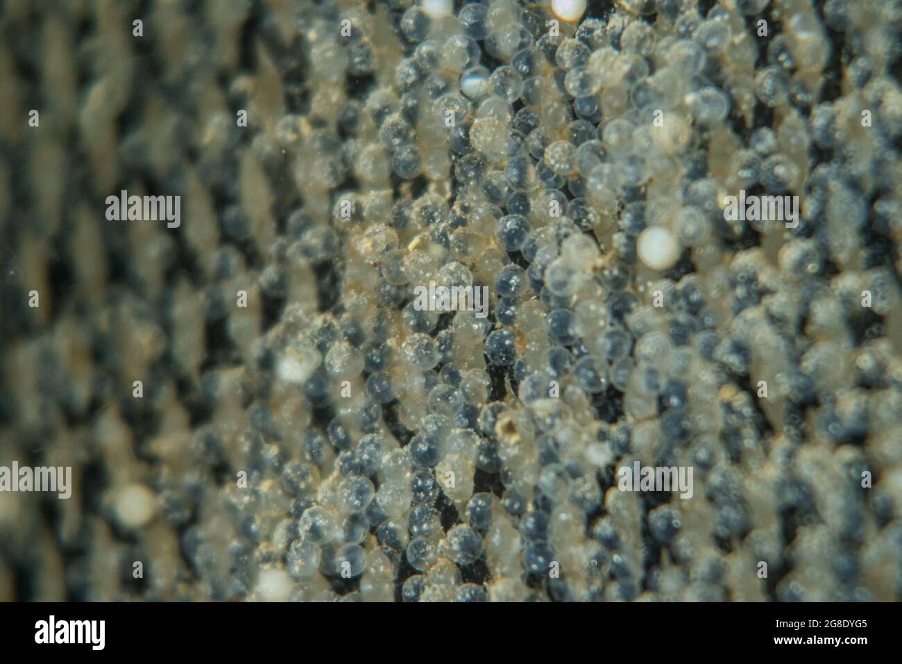 Uova di aringa deposte in un substrato artificiale artificiale artificiale. Foto Stock
