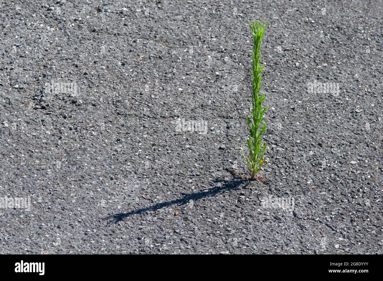 Erigeron Canadensis, Conyza Canadensis erbacce che crescono nella strada in una strada urbana Foto Stock